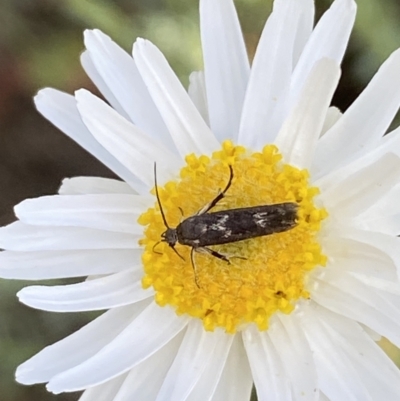 Eretmocera (genus) (Scythrididae family) at Lower Molonglo - 23 Sep 2023 by Steve_Bok