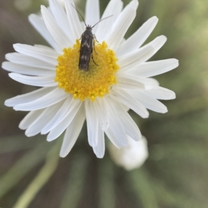 Eretmocera (genus) (Scythrididae family) at Belconnen, ACT - 23 Sep 2023