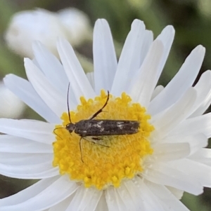 Eretmocera (genus) (Scythrididae family) at Belconnen, ACT - 23 Sep 2023