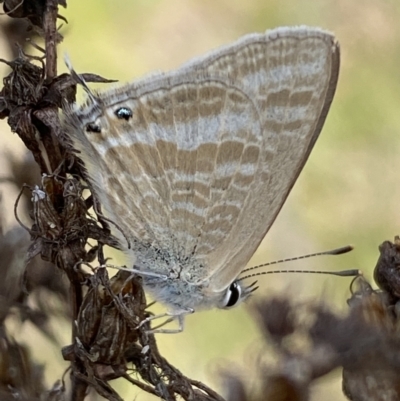 Lampides boeticus (Long-tailed Pea-blue) at Belconnen, ACT - 23 Sep 2023 by Steve_Bok