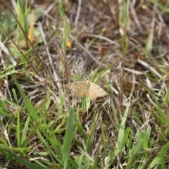 Scopula rubraria at Strathnairn, ACT - 23 Sep 2023