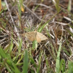 Scopula rubraria at Strathnairn, ACT - 23 Sep 2023