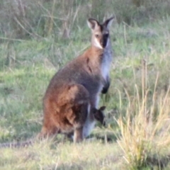 Notamacropus rufogriseus (Red-necked Wallaby) at Ginninderry Conservation Corridor - 23 Sep 2023 by VanceLawrence