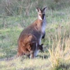 Notamacropus rufogriseus (Red-necked Wallaby) at Strathnairn, ACT - 23 Sep 2023 by VanceLawrence