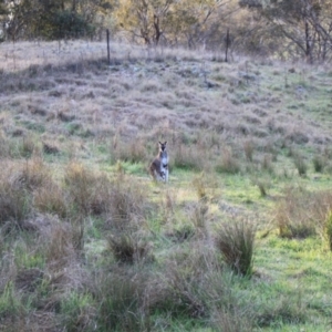 Notamacropus rufogriseus at Strathnairn, ACT - 23 Sep 2023