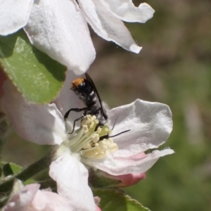 Megachile (Hackeriapis) oblonga at Murrumbateman, NSW - 22 Sep 2023 01:47 PM