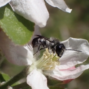 Megachile (Hackeriapis) oblonga at Murrumbateman, NSW - 22 Sep 2023 01:47 PM