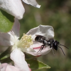 Megachile (Hackeriapis) oblonga at Murrumbateman, NSW - 22 Sep 2023 01:47 PM