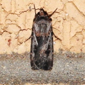 Agrotis munda at Wanniassa, ACT - 22 Sep 2023