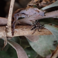 Jotus sp. (genus) (Unidentified Jotus Jumping Spider) at Murrumbateman, NSW - 15 Sep 2023 by SimoneC
