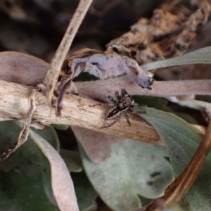 Jotus sp. (genus) at Murrumbateman, NSW - 15 Sep 2023