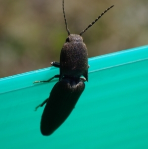 Elateridae sp. (family) at Murrumbateman, NSW - 11 Sep 2023 01:08 PM