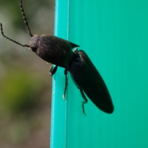 Elateridae sp. (family) at Murrumbateman, NSW - 11 Sep 2023