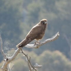 Falco berigora (Brown Falcon) at Lower Molonglo - 23 Sep 2023 by Steve_Bok