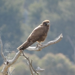 Falco berigora at Belconnen, ACT - 23 Sep 2023 05:04 PM