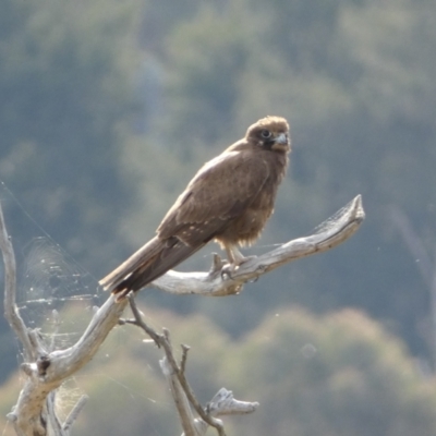 Falco berigora (Brown Falcon) at Belconnen, ACT - 23 Sep 2023 by Steve_Bok