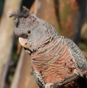 Callocephalon fimbriatum at Hughes, ACT - 23 Sep 2023