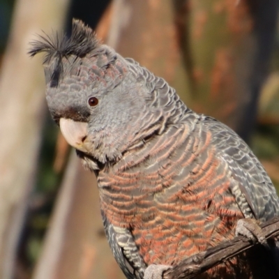 Callocephalon fimbriatum (Gang-gang Cockatoo) at Hughes, ACT - 23 Sep 2023 by LisaH