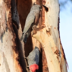 Callocephalon fimbriatum at Hughes, ACT - 23 Sep 2023