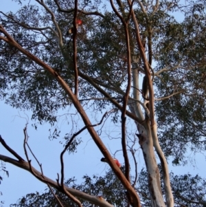 Callocephalon fimbriatum at Hughes, ACT - suppressed