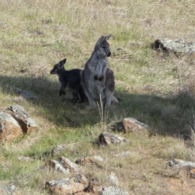 Osphranter robustus robustus (Eastern Wallaroo) at Lower Molonglo - 23 Sep 2023 by Steve_Bok