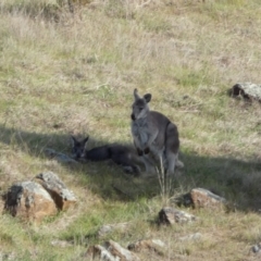 Osphranter robustus robustus at Belconnen, ACT - 23 Sep 2023