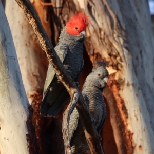 Callocephalon fimbriatum at Hughes, ACT - suppressed