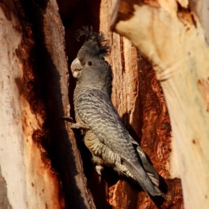 Callocephalon fimbriatum at Hughes, ACT - suppressed