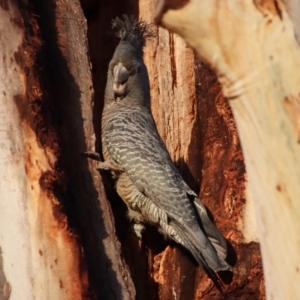 Callocephalon fimbriatum at Hughes, ACT - suppressed