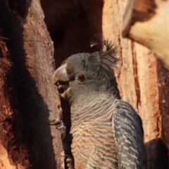 Callocephalon fimbriatum at Hughes, ACT - suppressed