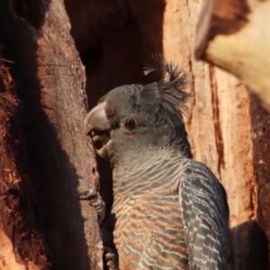 Callocephalon fimbriatum at Hughes, ACT - suppressed