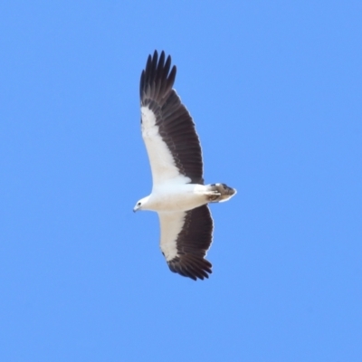 Haliaeetus leucogaster (White-bellied Sea-Eagle) at Wellington Point, QLD - 23 Sep 2023 by TimL