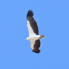 Haliaeetus leucogaster (White-bellied Sea-Eagle) at Wellington Point, QLD - 23 Sep 2023 by TimL
