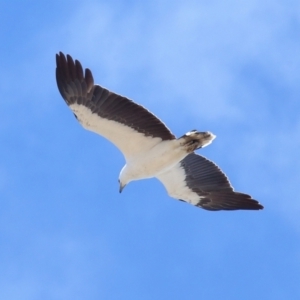 Haliaeetus leucogaster at Wellington Point, QLD - 23 Sep 2023