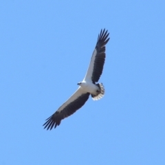 Haliaeetus leucogaster at Wellington Point, QLD - 23 Sep 2023