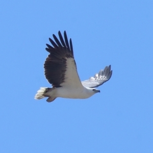 Haliaeetus leucogaster at Wellington Point, QLD - 23 Sep 2023