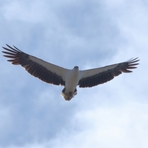 Haliaeetus leucogaster at Wellington Point, QLD - 23 Sep 2023