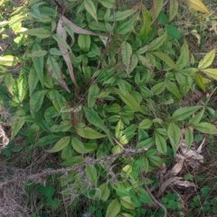 Nandina domestica (Sacred Bamboo) at Majura, ACT - 18 Sep 2023 by Berlge