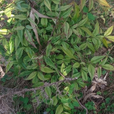 Nandina domestica (Sacred Bamboo) at Majura, ACT - 19 Sep 2023 by Berlge