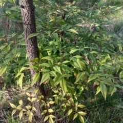 Nandina domestica at Majura, ACT - 19 Sep 2023