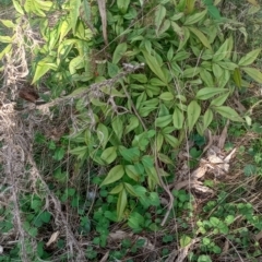 Nandina domestica at Majura, ACT - 19 Sep 2023 07:40 AM