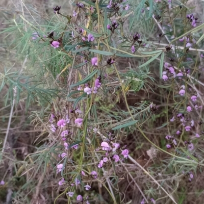 Glycine clandestina (Twining Glycine) at Mount Majura - 17 Sep 2023 by Berlge