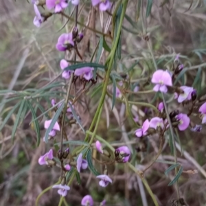 Glycine clandestina at Majura, ACT - 18 Sep 2023 06:13 AM