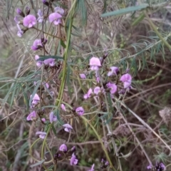 Glycine clandestina at Majura, ACT - 18 Sep 2023 06:13 AM