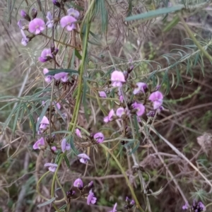 Glycine clandestina at Majura, ACT - 18 Sep 2023