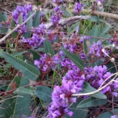 Hardenbergia violacea (False Sarsaparilla) at Mount Majura - 17 Sep 2023 by Berlge