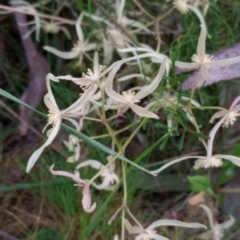 Clematis leptophylla at Hackett, ACT - 18 Sep 2023