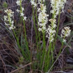 Stackhousia monogyna (Creamy Candles) at Majura, ACT - 17 Sep 2023 by Berlge