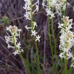 Stackhousia monogyna at Majura, ACT - 18 Sep 2023