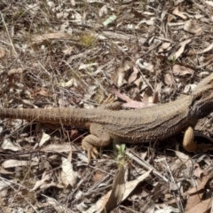 Pogona barbata (Eastern Bearded Dragon) at Hackett, ACT - 16 Sep 2023 by Berlge